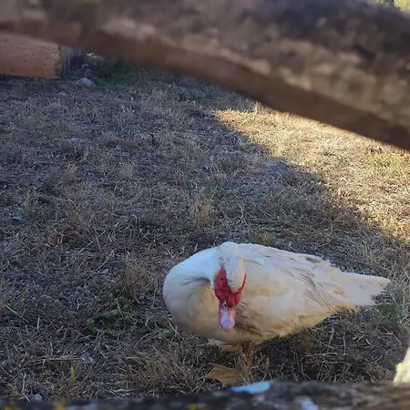 比尼亚特宫皮乡村民宿 乡村民宿 *