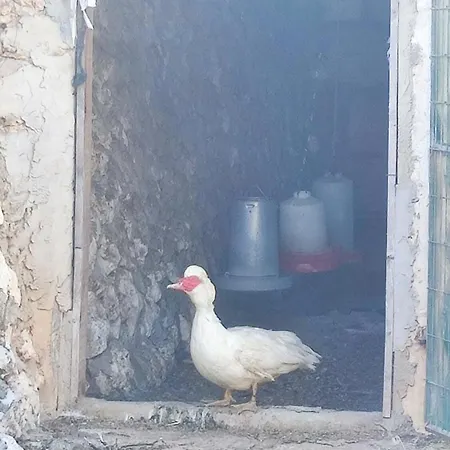 乡村民宿 比尼亚特宫皮乡村民宿 桑特柳伊斯
