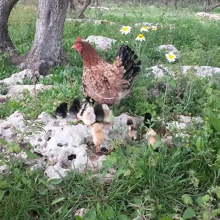 Country house Biniati Des Pi *