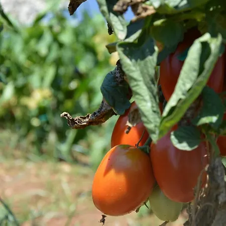 Biniati Des Pi Country house Sant Lluis