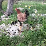 Country house Biniati Des Pi *