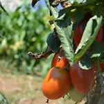 Biniati Des Pi Country house Sant Lluis