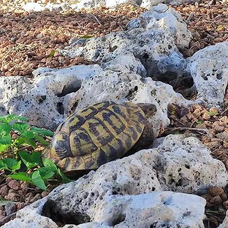 Landhaus Biniati Des Pi