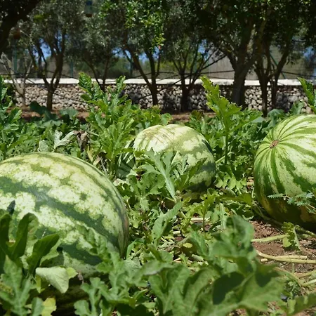 Biniati Des Pi Sant Lluís