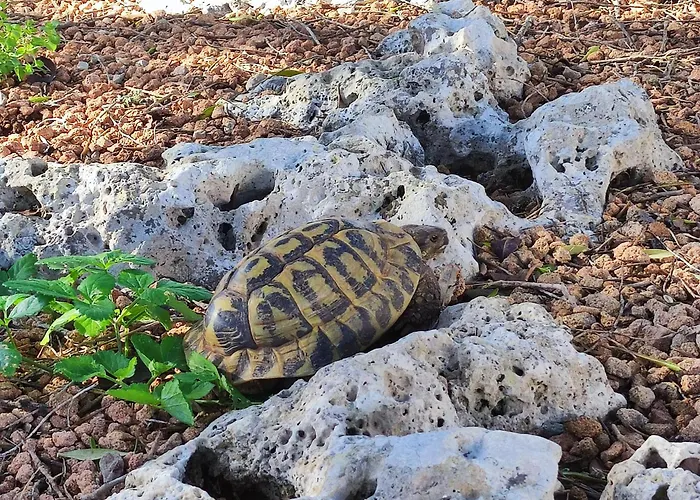 בית כפרי Biniati Des Pi