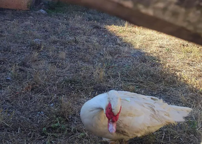 Biniati Des Pi בית כפרי *