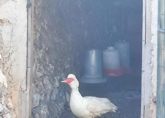 בית כפרי Biniati Des Pi סנט לואיס