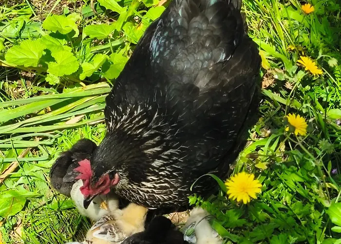 Biniati Des Pi בית כפרי *