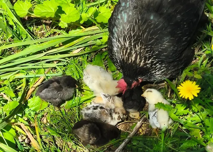 בית כפרי Biniati Des Pi *