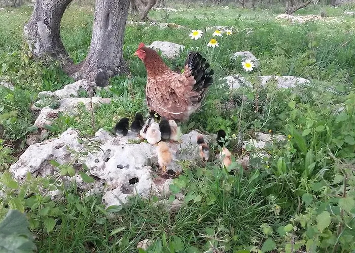 בית כפרי Biniati Des Pi *