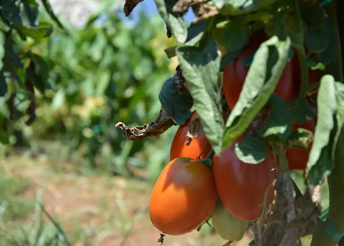 Biniati Des Pi בית כפרי סנט לואיס