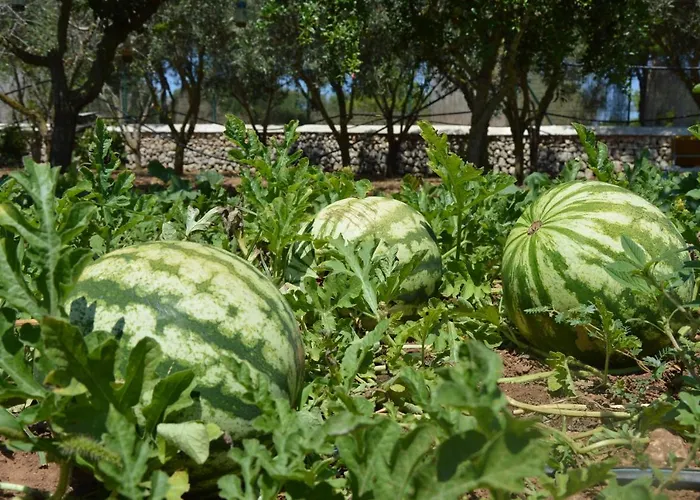 Biniati Des Pi סנט לואיס